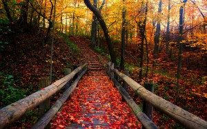 autumn-free-wallpaper-autumn-path_2560x1600_93197
