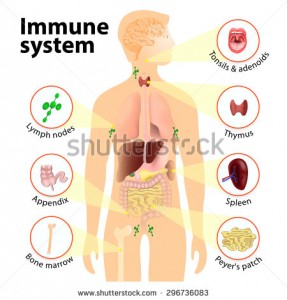 stock-photo-immune-system-human-anatomy-human-silhouette-with-internal-organs-296736083