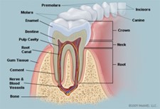 tooth